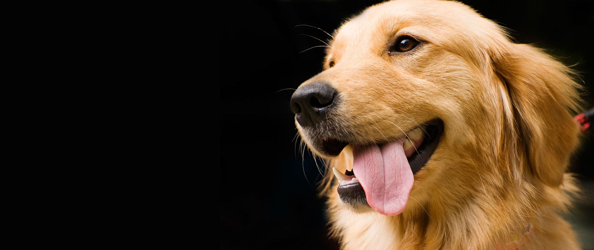 小笠原犬猫病院 十和田市